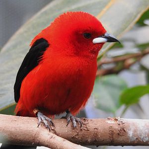 London zoo Blackburn Pav