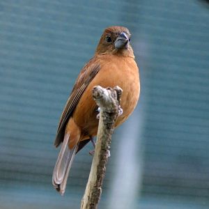 London zoo Blackburn pav