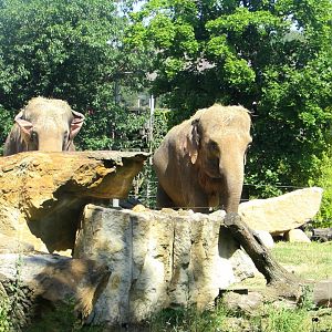 Indian Elephants - July/2017