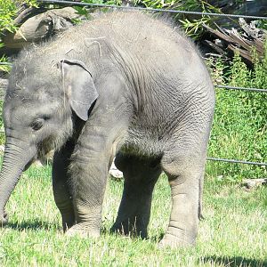 The youngest in the Elephants family - July/2017