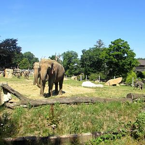 Elephants family - July/2017