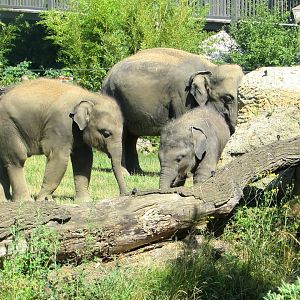 Elephants young cousins - July/2017
