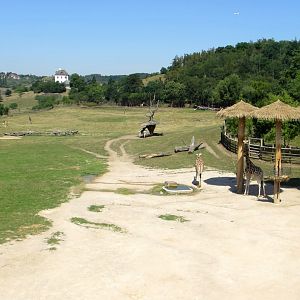 Savanna exhibit - July/2017