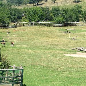 Savanna (2) - July/2017