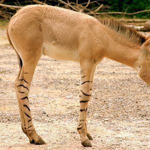 Somali wild ass foal; Marwell; 6th August 2017