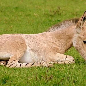 Somali wild ass foal; Marwell; 6th August 2017