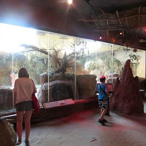 African House. Kirk's dik-diks and Aardvarks exhibit - July/2017