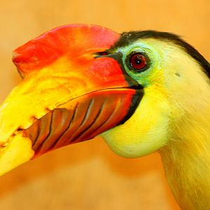 Wrinkled hornbill; Marwell; 6th August 2017