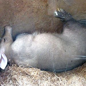 Sleeping Aardvark - July/2017