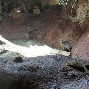 Kirk's dik-diks - July/2017