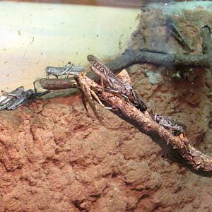 Migratory Locust - July/2017