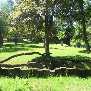 Lowland Anoa enclosure - July/2017