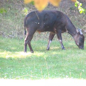 Lowland Anoa - July/2017