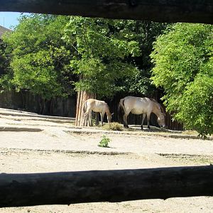 Przewalski Horses - July/2017