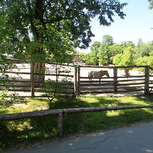 Przewalski Horses enclosure - July/2017