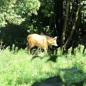 Maned Wolf - July/2017