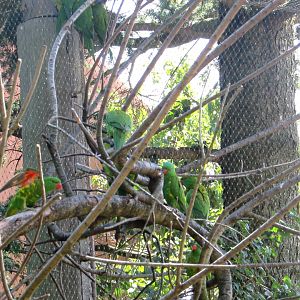 Parrots in the walktrough aviary (1) - July/2017