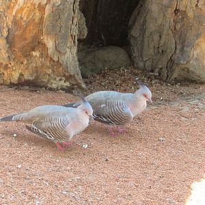 In the Australian Birds Aviary (1) - July/2017