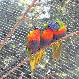 Parrots in the walktrough aviary (2) - July/2017