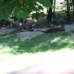 Kangaroos - July/2017