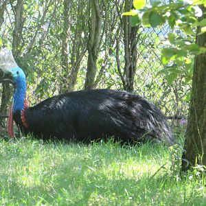 Southern Cassowary - July/2017