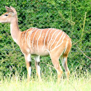 Lesser kudu; Marwell; 6th August 2017