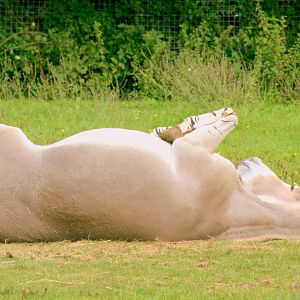 Somali wild ass rolling on back; Marwell; 6th August 2017