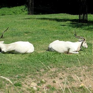 Addax - July/2017