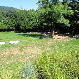 Addax enclosure - July/2017