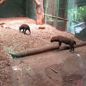 Bush Dogs - July/2017