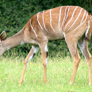 Lesser kudu; Marwell; 6th August 2017
