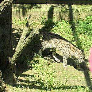 Little Tiger Cat (Oncilla) - July/2017