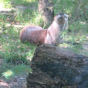 Eating Otter - July/2017