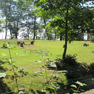 Wallabies - July/2017