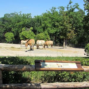 Przewalski Horses group - July/2017