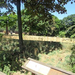 Scimtar Oryx enclosure - July/2017