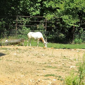 Scimitar Oryx - July/2017