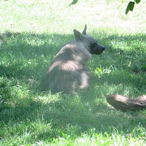 Brown Hyena - July/2017