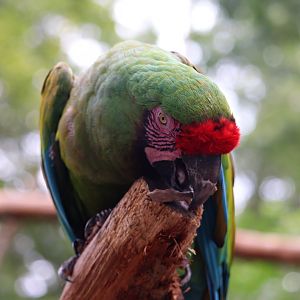 Amazon Aviary - Macaw