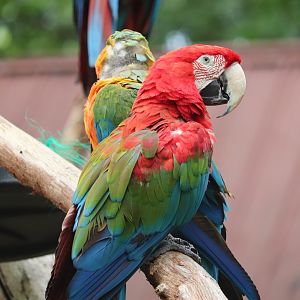 Amazon Aviary - Green-Winged Macaw