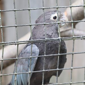 Madagascar - Vasa Parrot
