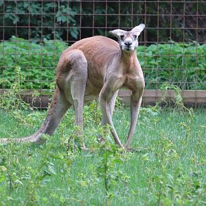 Australia - Red Kangaroo