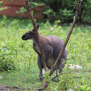 Australia - Red-Necked Wallaby