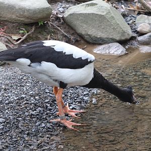 Australia - Magpie Goose