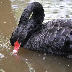 Australia - Black Swan