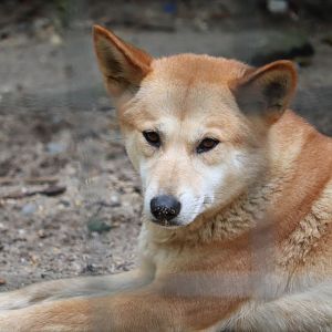 Australia - Dingo