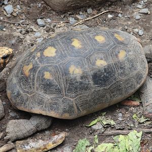 Catoctin Zoo - Red-Footed Tortoise
