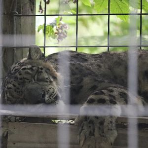 Catoctin Zoo - Snow Leopard