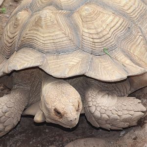 Giant Reptiles - Tortoise