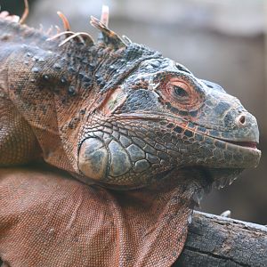 Latin America - Iguana